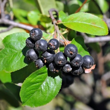 Aronia nero