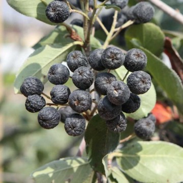 Aronia rubina2