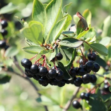 Aroniaapfelbeerelowberry little helpers 7