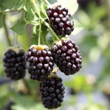 Boysenberry doornloos