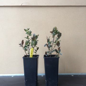 C2 aronia little helpers