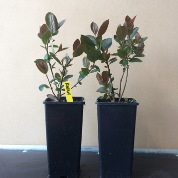 C2 aronia rubina bio