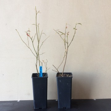 C2 pink lemonade bio