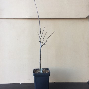 C45 appel summered bio