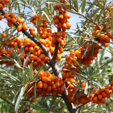 Duindoorn gardens gift