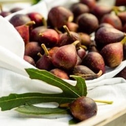 Ficus   little miss figgy