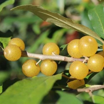 Fortunella olijfwilg