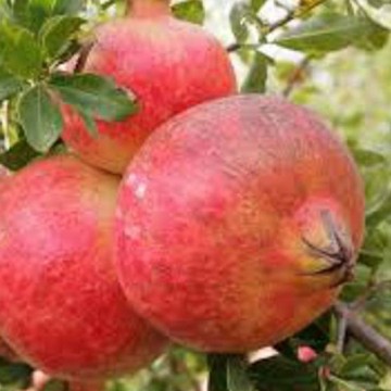 Granaatappel mollar de elche