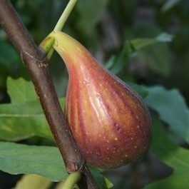 Gustissimo perretta2