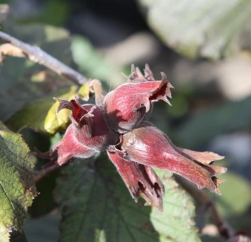 Hazelnoot purpurea