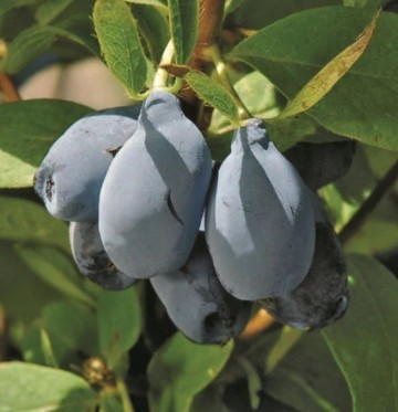 Honingbes blue pagoda