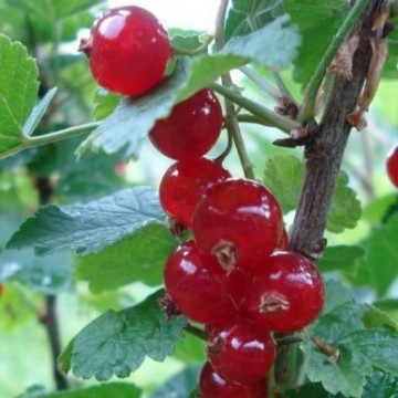 Jonkheer van tets1 0