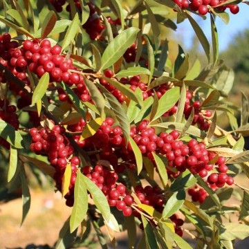 Olijfwilg pointilla amoroso