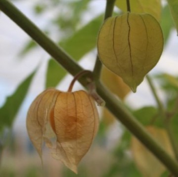 Physalis peters beste1