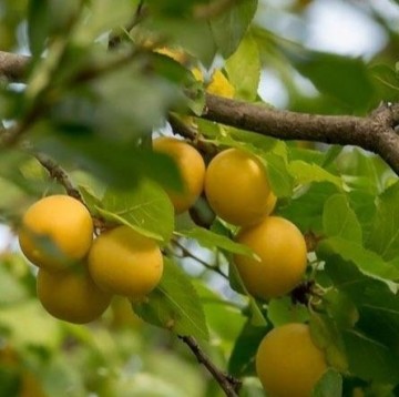 Reine claude doullins