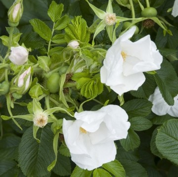 Rosa rugosa alba