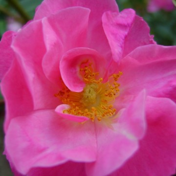 Rosarugosaroosrimpelroos