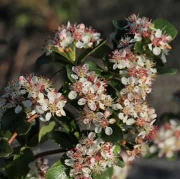 Sorte aroniabeere little helpers2