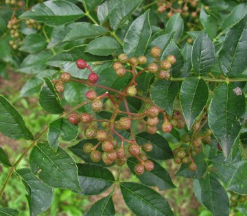 Zanthoxylum simulans